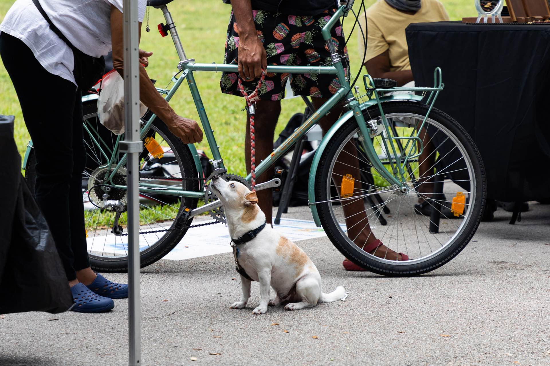 A friendly pup at the farmer’s market
