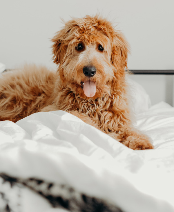 A happy dog in bed